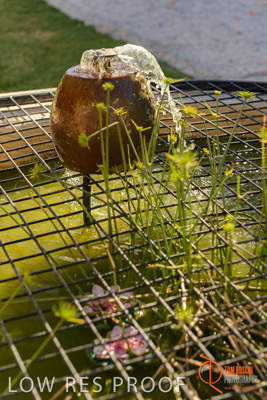 November 2017 / ROSE_COURT_EAST_GDN_1693_171108_TRP0529-HDR