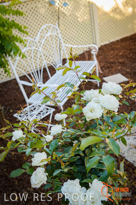 November 2017 / ROSE_COURT_EAST_GDN_1749_171108_TRP0585