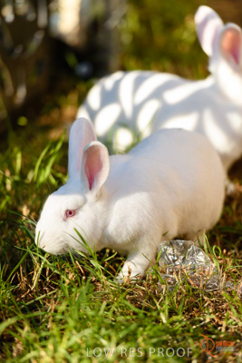 June 2018 / CHURCHILL_087_180605