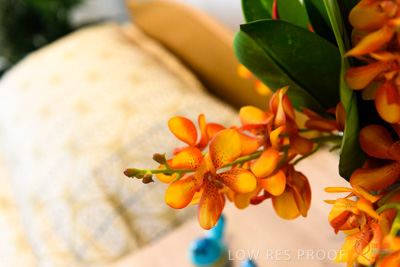 June 2018 / ROSE_COURT_328_180605