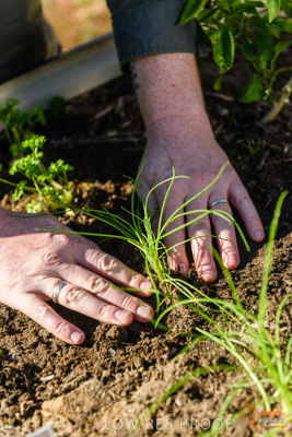 June 2018 / ROSE_COURT_347_180605