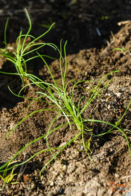 June 2018 / ROSE_COURT_348_180605