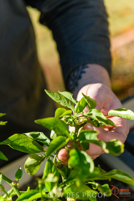 June 2018 / ROSE_COURT_350_180605