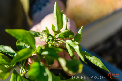 June 2018 / ROSE_COURT_351_180605