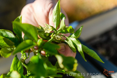 June 2018 / ROSE_COURT_352_180605