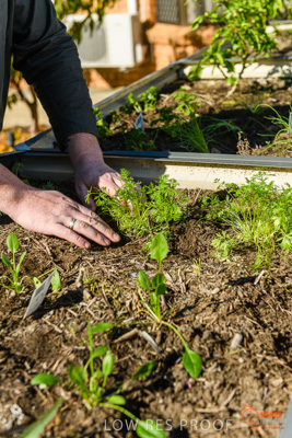 June 2018 / ROSE_COURT_355_180605