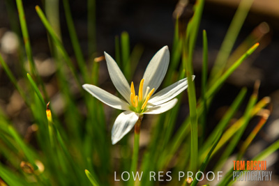 March 2019 / EDMNT_PLANTS_CLOSE-UP_190304_001