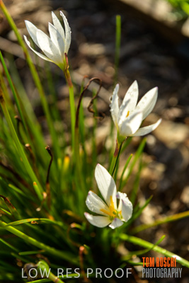 March 2019 / EDMNT_PLANTS_CLOSE-UP_190304_002
