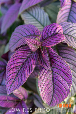 March 2019 / EDMNT_PLANTS_CLOSE-UP_190304_003