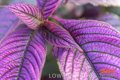 March 2019 / EDMNT_PLANTS_CLOSE-UP_190304_005