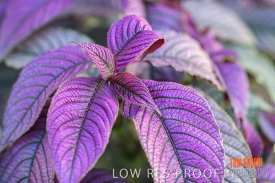 March 2019 / EDMNT_PLANTS_CLOSE-UP_190304_006