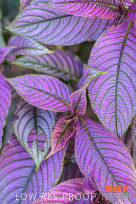 March 2019 / EDMNT_PLANTS_CLOSE-UP_190304_007