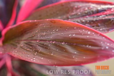 March 2019 / EDMNT_PLANTS_CLOSE-UP_190304_008