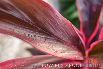 March 2019 / EDMNT_PLANTS_CLOSE-UP_190304_009