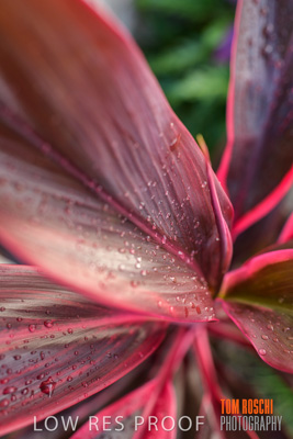 March 2019 / EDMNT_PLANTS_CLOSE-UP_190304_010