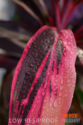 March 2019 / EDMNT_PLANTS_CLOSE-UP_190304_011