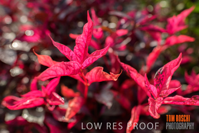 March 2019 / EDMNT_PLANTS_CLOSE-UP_190304_012