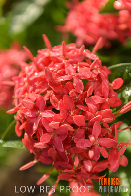 March 2019 / EDMNT_PLANTS_CLOSE-UP_190304_013