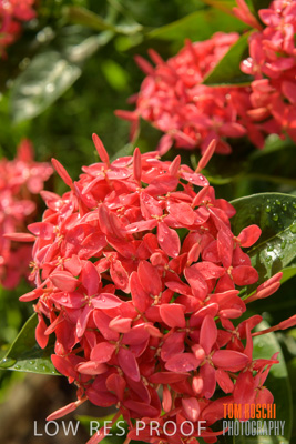 March 2019 / EDMNT_PLANTS_CLOSE-UP_190304_014