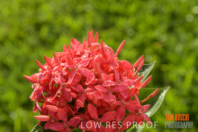 March 2019 / EDMNT_PLANTS_CLOSE-UP_190304_015