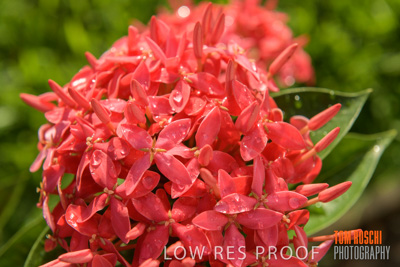 March 2019 / EDMNT_PLANTS_CLOSE-UP_190304_016