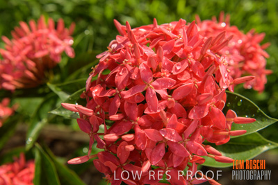 March 2019 / EDMNT_PLANTS_CLOSE-UP_190304_017