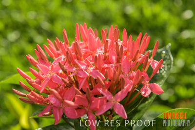 March 2019 / EDMNT_PLANTS_CLOSE-UP_190304_018