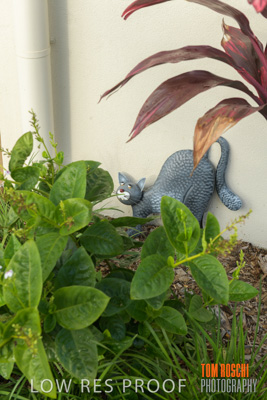 March 2019 / EDMNT_PLANTS_CLOSE-UP_190304_019