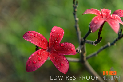 March 2019 / EDMNT_PLANTS_CLOSE-UP_190304_022