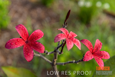 March 2019 / EDMNT_PLANTS_CLOSE-UP_190304_023