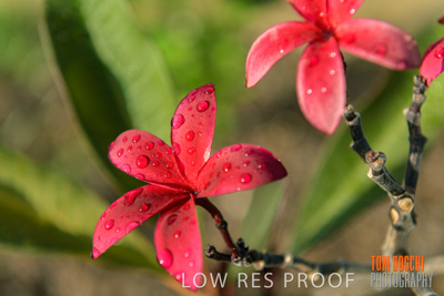 March 2019 / EDMNT_PLANTS_CLOSE-UP_190304_024