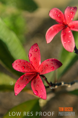 March 2019 / EDMNT_PLANTS_CLOSE-UP_190304_025