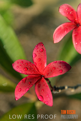 March 2019 / EDMNT_PLANTS_CLOSE-UP_190304_027