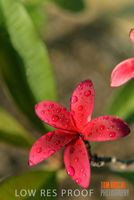 March 2019 / EDMNT_PLANTS_CLOSE-UP_190304_028