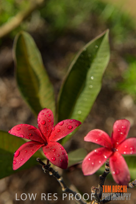 March 2019 / EDMNT_PLANTS_CLOSE-UP_190304_030