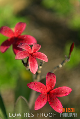 March 2019 / EDMNT_PLANTS_CLOSE-UP_190304_031