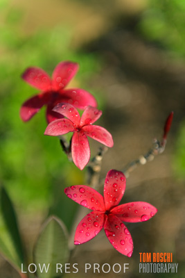 March 2019 / EDMNT_PLANTS_CLOSE-UP_190304_032