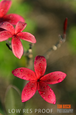 March 2019 / EDMNT_PLANTS_CLOSE-UP_190304_033