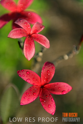 March 2019 / EDMNT_PLANTS_CLOSE-UP_190304_034