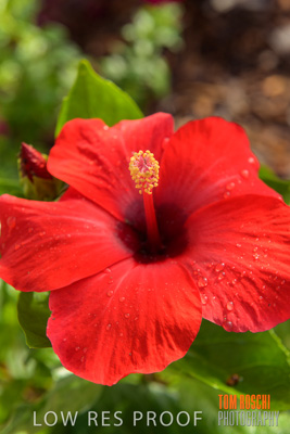 March 2019 / EDMNT_PLANTS_CLOSE-UP_190304_036