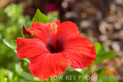 March 2019 / EDMNT_PLANTS_CLOSE-UP_190304_037