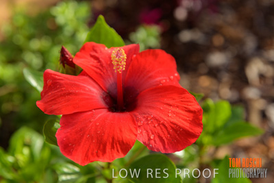 March 2019 / EDMNT_PLANTS_CLOSE-UP_190304_038