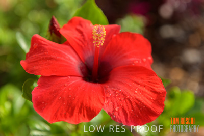 March 2019 / EDMNT_PLANTS_CLOSE-UP_190304_039