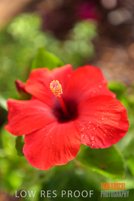 March 2019 / EDMNT_PLANTS_CLOSE-UP_190304_041