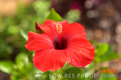 March 2019 / EDMNT_PLANTS_CLOSE-UP_190304_042