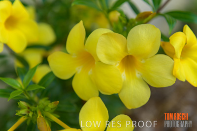 March 2019 / EDMNT_PLANTS_CLOSE-UP_190304_044