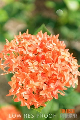 March 2019 / EDMNT_PLANTS_CLOSE-UP_190304_045