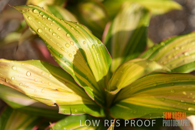 March 2019 / EDMNT_PLANTS_CLOSE-UP_190304_046