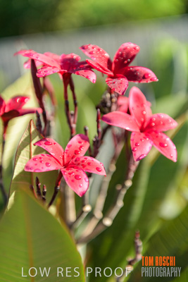 March 2019 / EDMNT_PLANTS_CLOSE-UP_190304_047