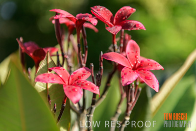 March 2019 / EDMNT_PLANTS_CLOSE-UP_190304_048